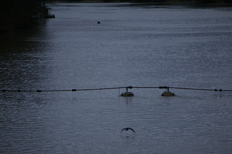 Les Oiseaux: Ecluse d evry 439